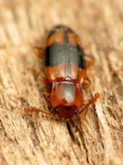 Phymaphora pulchella