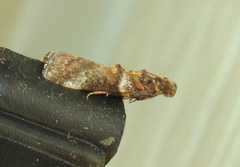 Conobathra hemichlaena