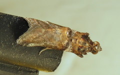 Conobathra hemichlaena