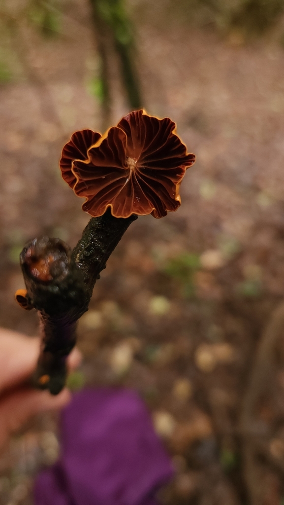 Anthracophyllum discolor · September 2023 · photo: © laflorifunga_ (iNaturalist, cc-by)