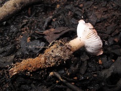 Neolentinus dactyloides