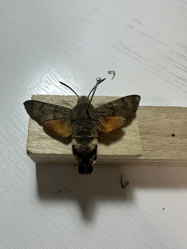Eurasian Hummingbird Hawkmoth