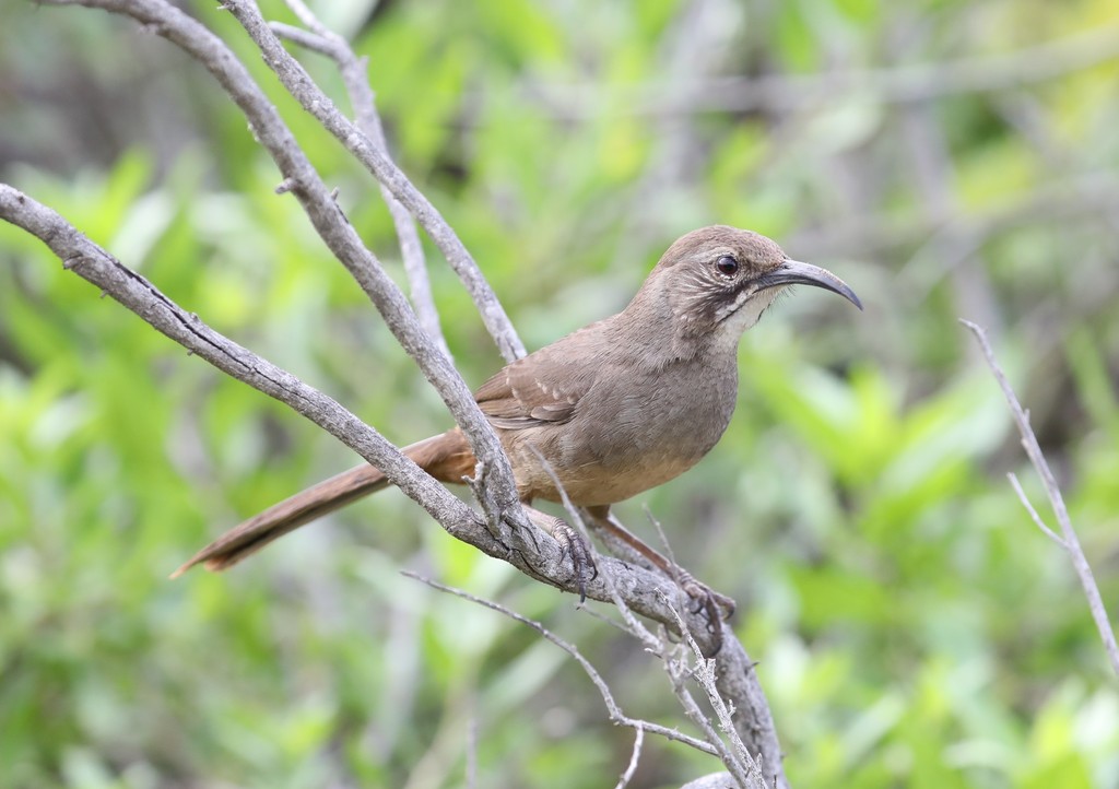 California Thrasher