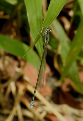 Aciagrion occidentale
