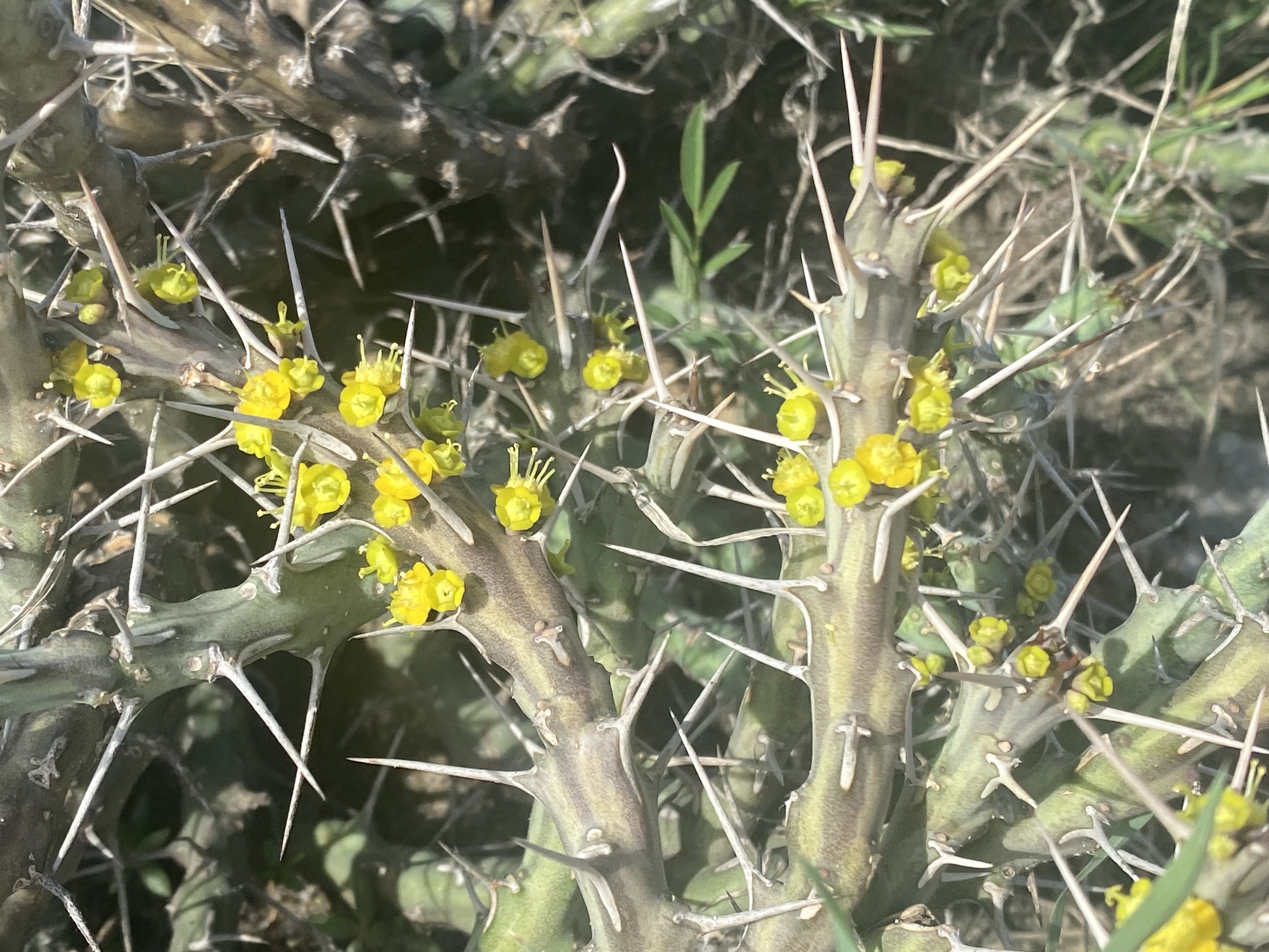 Euphorbia graciliramea