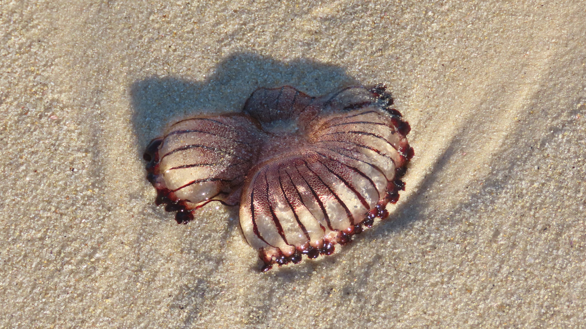 Chrysaora agulhensis Ras, Neethling, Engelbrecht, Morandini, Bayha, Skrypzeck & Gibbons, 2020