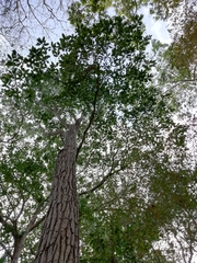 Platymiscium pinnatum