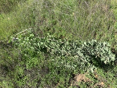 Malacothamnus fasciculatus nuttallii