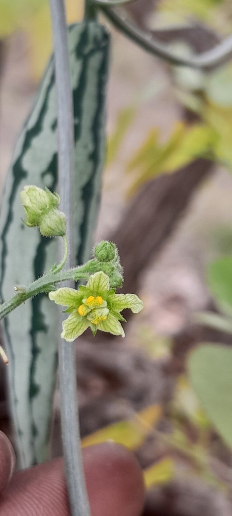 Kedrostis hirtella