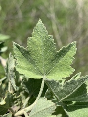 Malacothamnus fasciculatus nuttallii