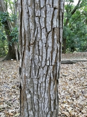 Platymiscium pinnatum