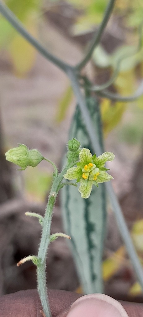 Kedrostis hirtella 2