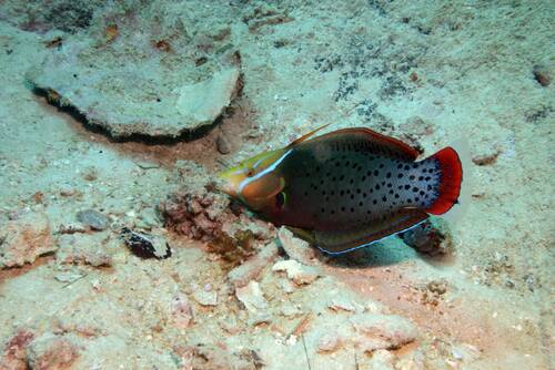 Queen coris (Coris formosa) — Labridae