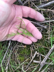 Limnosciadium pinnatum