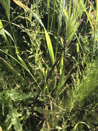 california dissanthelium (Poa thomasii)