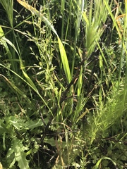 Foxtail fern (Dissanthelium)
