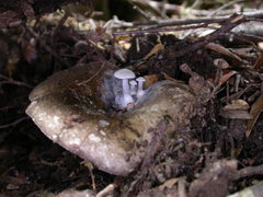 Asterophora mirabilis
