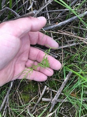 Limnosciadium pinnatum