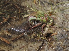 Arigomphus pallidus