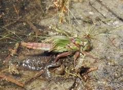 Arigomphus pallidus