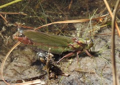 Arigomphus pallidus