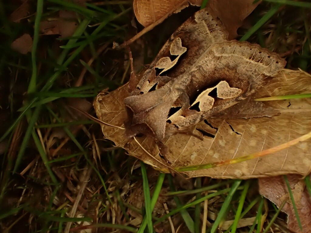 スギタニキリガ