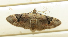 Mnesiloba eupitheciata