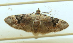 Mnesiloba eupitheciata