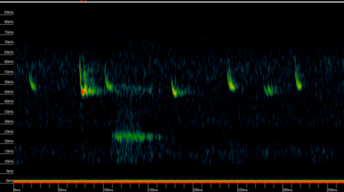 Lesser Noctule, Gard, Languedoc-Roussillon, FR, photo 8 of 10