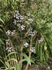 Aloysia