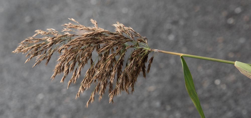 Common Reed Vermont common reed from Alburgh, VT 05440, USA on September 28, 2023 at 01:38 ...