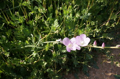 Sidalcea sparsifolia