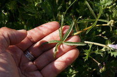 Sidalcea sparsifolia