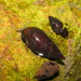 Melanopsis buccinoidea - Photo (c) alexcm, algunos derechos reservados (CC BY-NC), subido por alexcm