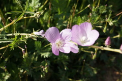 Sidalcea sparsifolia
