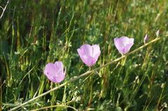 Sidalcea sparsifolia