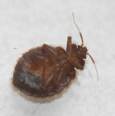 Cimex pilosellus