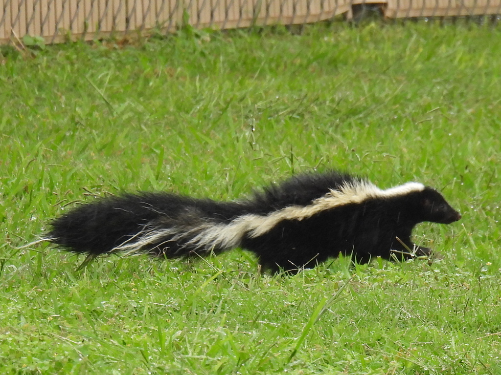 Striped Skunk from El Franco Lee Park, Houston, TX 77581, USA on ...