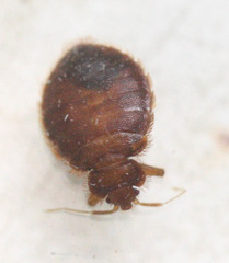 Cimex pilosellus