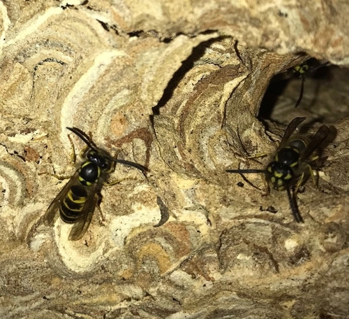 Common wasp