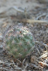 Echinomastus warnockii