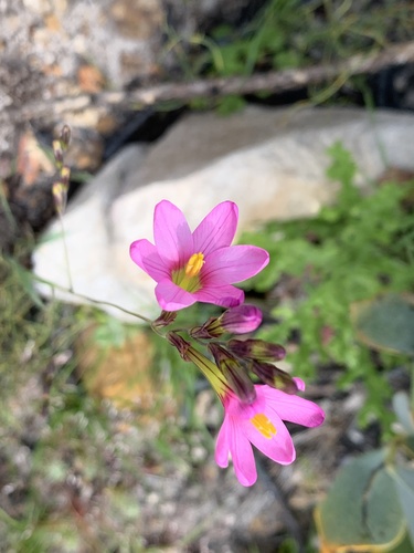 Ixia arenosa