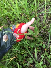 Fritillaria agrestis