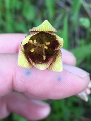 Fritillaria agrestis