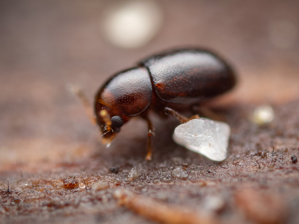 Shelf Fungus Beetles