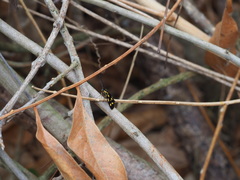 Zeuxippa formosa