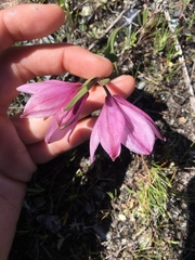 Fritillaria pluriflora