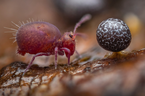 Dicyrtoma fusca, photo 2 of 8