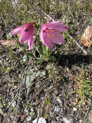 Fritillaria pluriflora