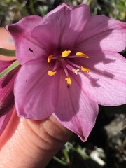 Fritillaria pluriflora